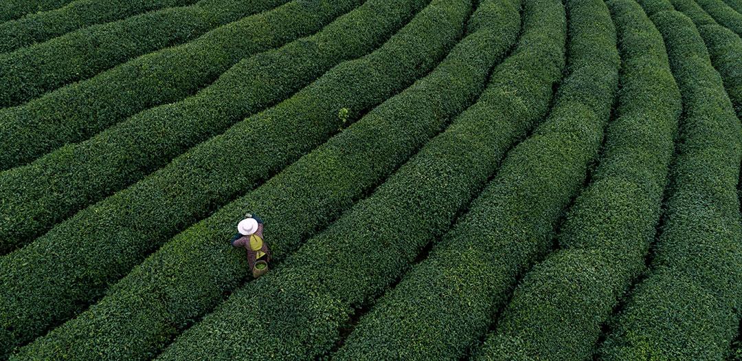 8、〖隋唐五代茶业的兴起〗唐代茶叶生产和贸易